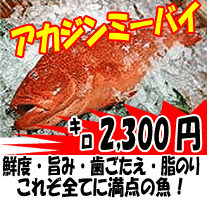 �A�K�W���~�[�o�C