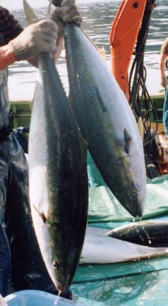 ���ق̓V�R�u��