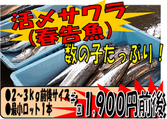 ���Y�T����