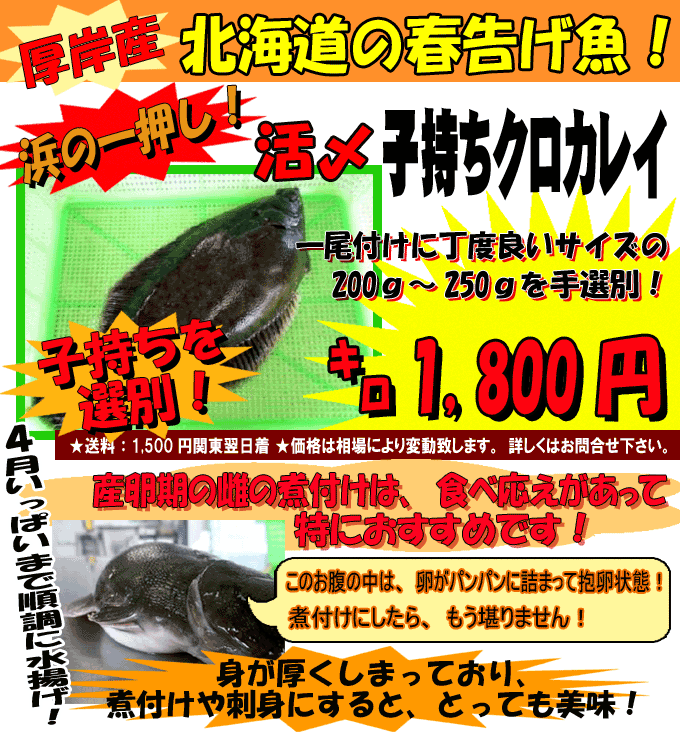 �k�C���E���݁@�h�q�����N���J���C�h