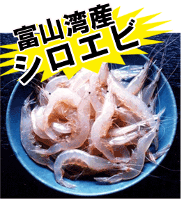 �x�R�p�Y�@�V���G�r