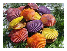 �M���q�J��