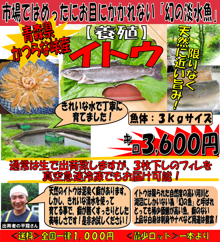 �X������ȋ��Y�@�{�B�C�g�E