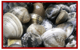 �O�͘p�Y�A���A�T��