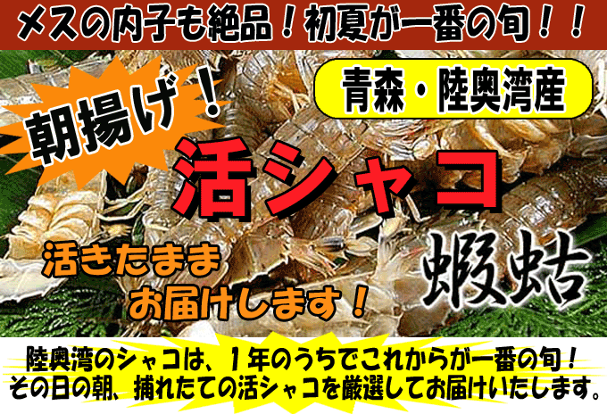 �X�������p�Y�@���V���R