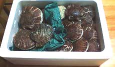 ���������L