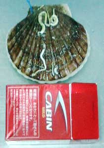 ���������L