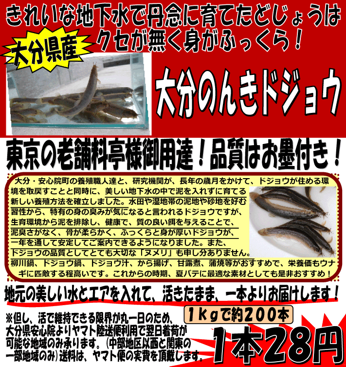 �啪���Y�@�̂񂫃h�W���E