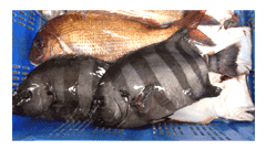 �V�R���C�V�_�C