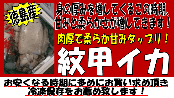 �������Y�@��b�C�J