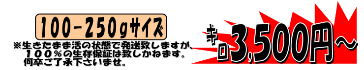 �V���苙�`�@���E�`���G�r