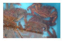 �k�C�������Y�@���ԍ炫�J�j