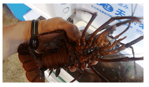 ��t���[�B�Y�@�ɐ��C�V