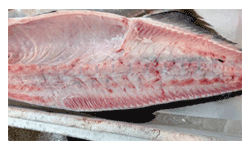 �p�i�}�Y�@�{�B�X�M