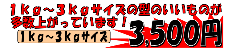 �k�C���E�X�E�k���@�V�R�Ƃ�ӂ�