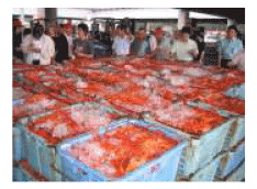 ���������`�@�g�Y���C�K�j