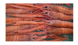 �x�͘p�Y�@�A�J�U�G�r�i�X�L�����s�j