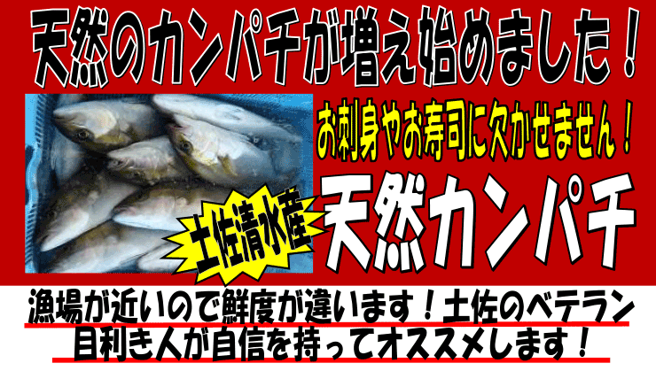 ���m���y�������Y�@�V�R�J���p�`