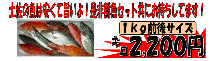 ���m���y�������Y�@�V�R�J���p�`