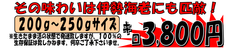 �V����Y�@��������C�V