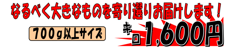 �V�����Y�@�^�ӂ�