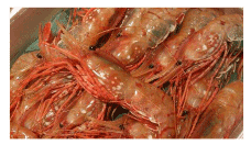 �k�C�����Θp�Y�@���{�^���G�r