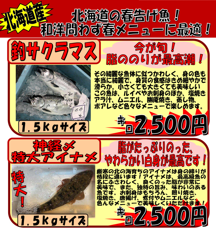 �k�C���Y�@�T�N���}�X���A�C�i��