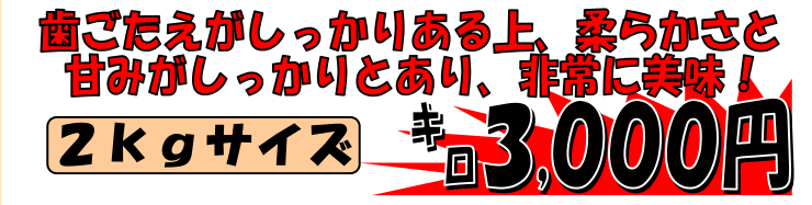 ��t����h�Y�@����{�C���^�R