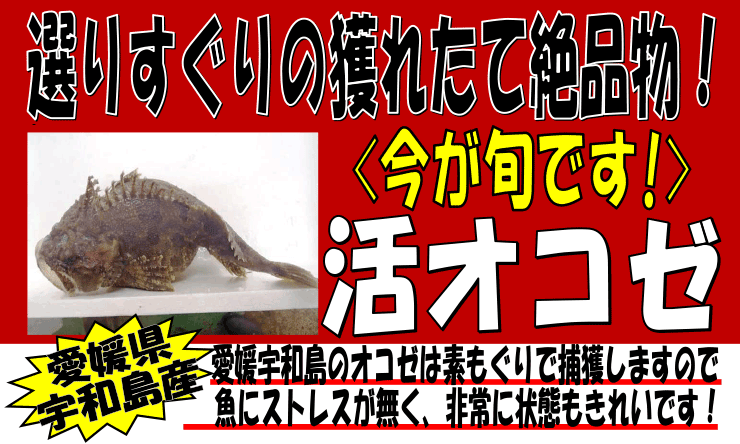 ���Q���F�a���Y�@���I�R�[