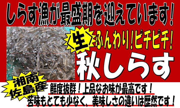 �Ó썲���Y�@���E�H�V���X