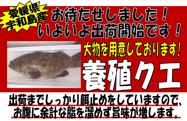 ���Q���F�a���Y�@�{�B�N�G