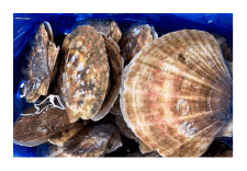 �k�C���Y�@�V�R�z�^�e