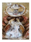 青森産 トゲクリ蟹