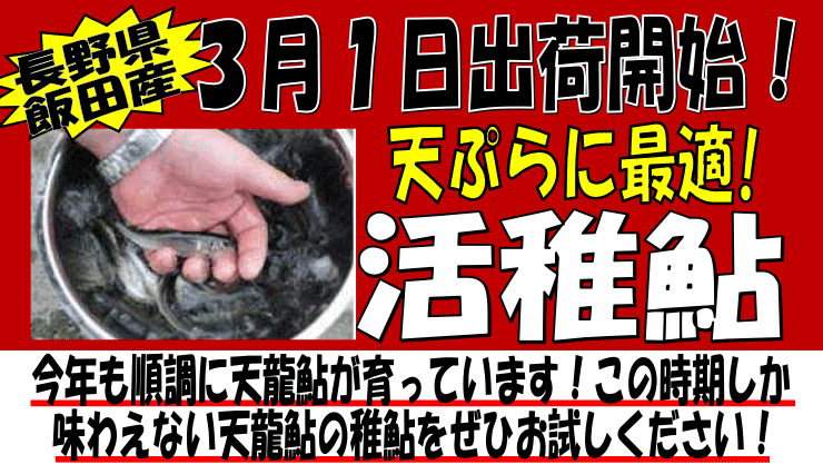 ���쌧�ѓc�Y�@���t�A��