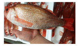 長崎県産 赤むつ(ノドグロ)