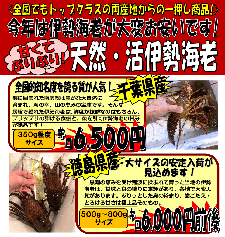 ��t�����������@�V�R�E���E�ɐ��C�V