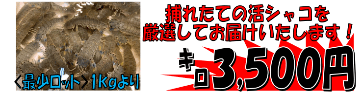 �{�茧�Y�@���V���R�C�V