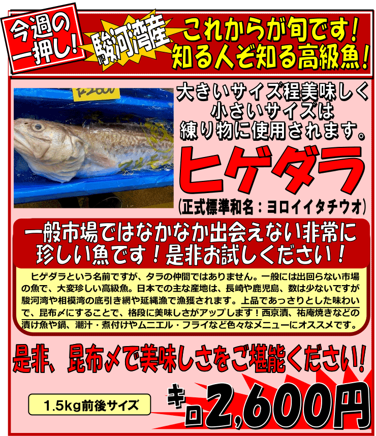 �x�͘p�Y�@�q�Q�_���i�����C�C�^�`�E�I�j