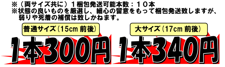 ���쌧�ѓc�Y�@���q������